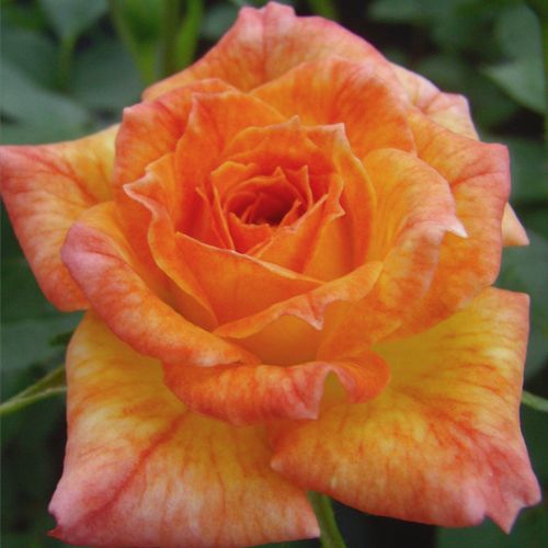 Rozenstruik - Webwinkel - Rosa Baby Darling™ - sterk geurende roos - Stamroos – Kleine bloemen - oranje - Ralph S. Moorecompacte kroonvorm - 0